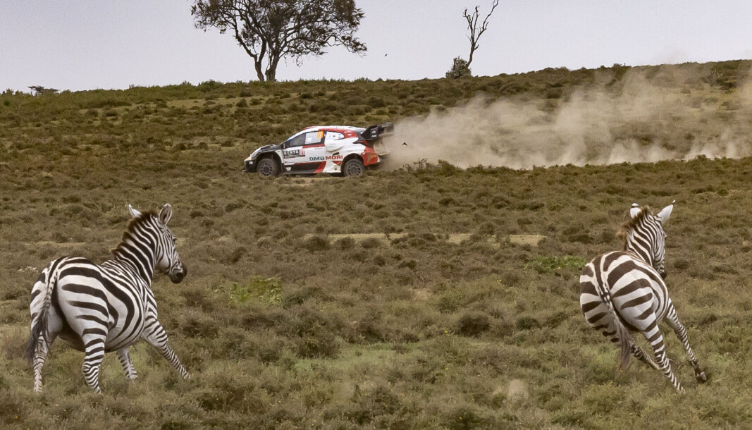 Kalle Rovanperä kunne nye utsikten mot dyrelivet med sin dominerende presentasjon i årets Safari Rally Kenya. Kalle Rovanperä kunne nye utsikten mot dyrelivet med sin dominerende presentasjon i årets Safari Rally Kenya.